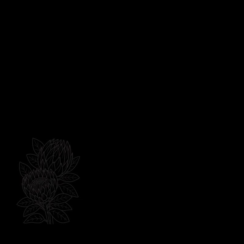 Protea flower group
