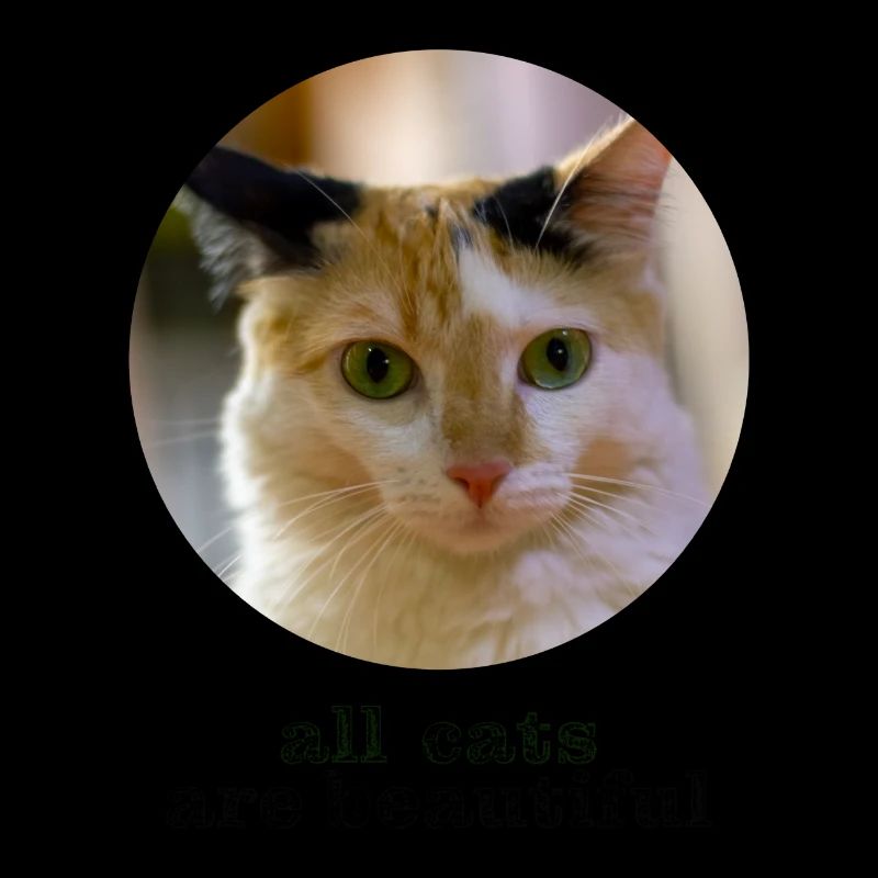 tous les chats sont beaux