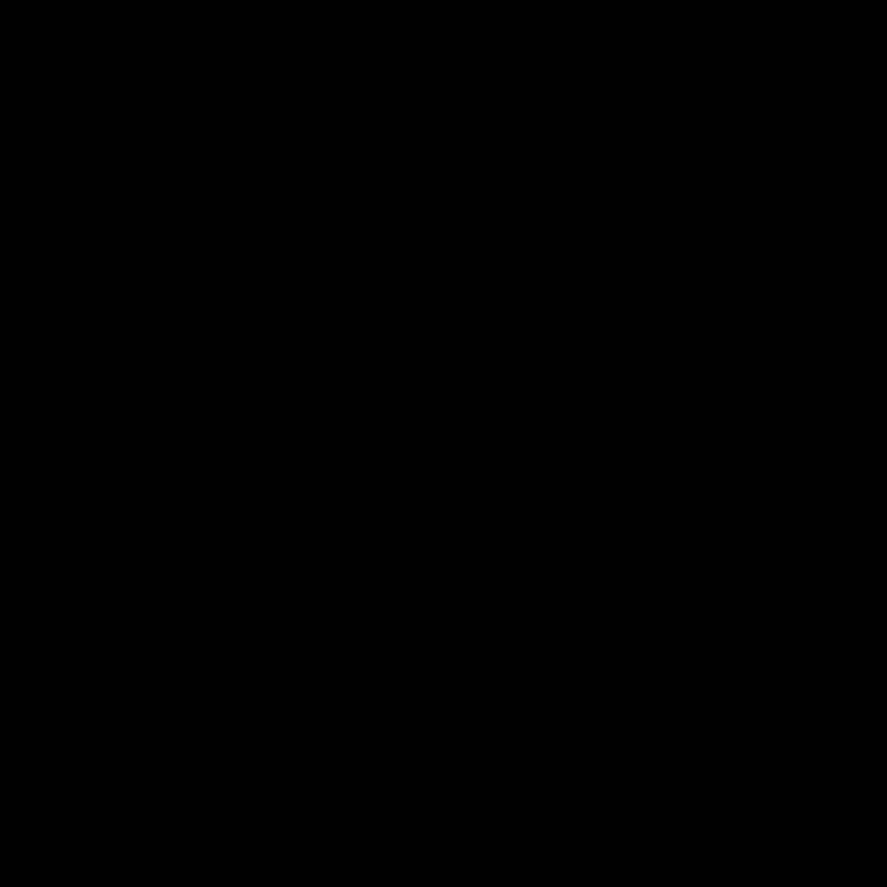 Boxer Hund Hunderasse