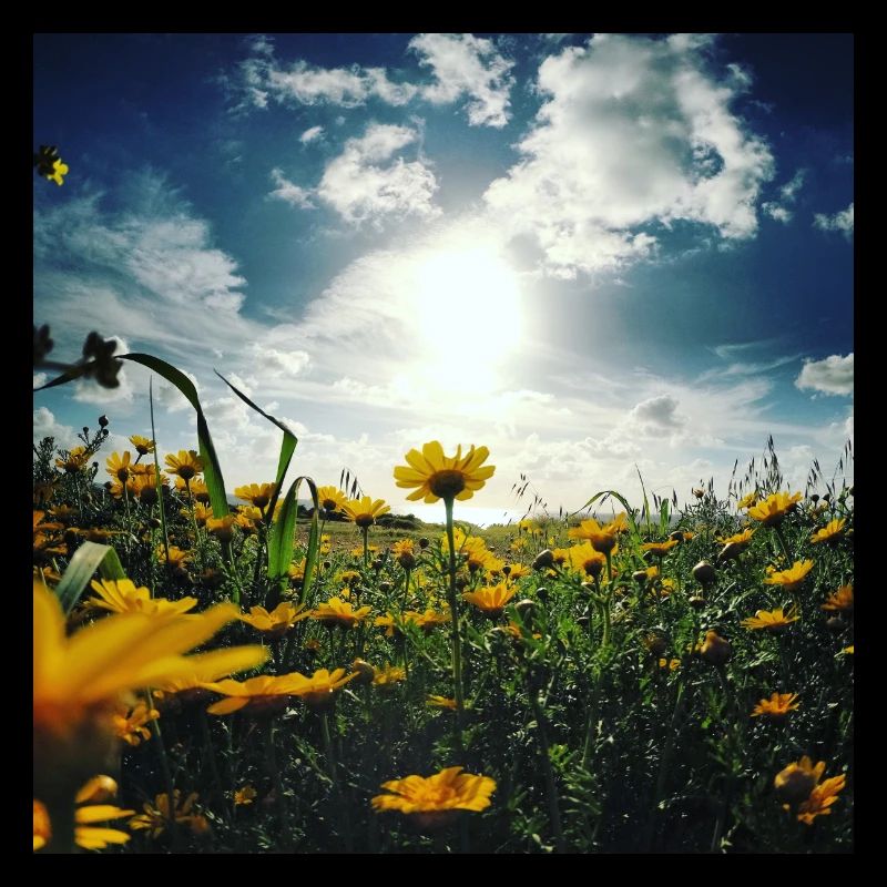 Blumenwiese