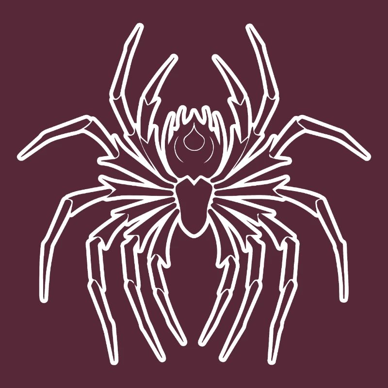 Spider spiders animals