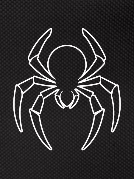 Spider spiders animals