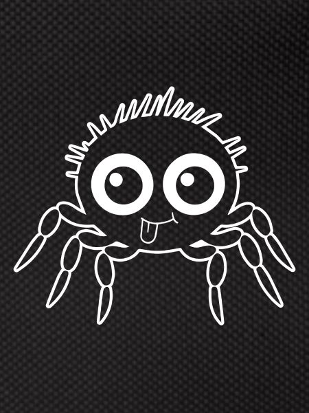 Spider spiders animals