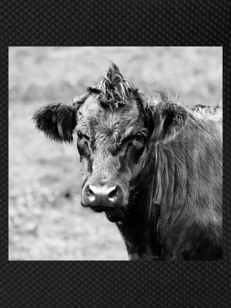 Cattle
