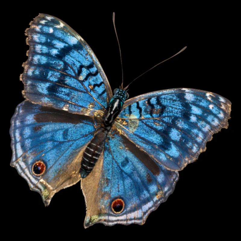 Papillon bleu