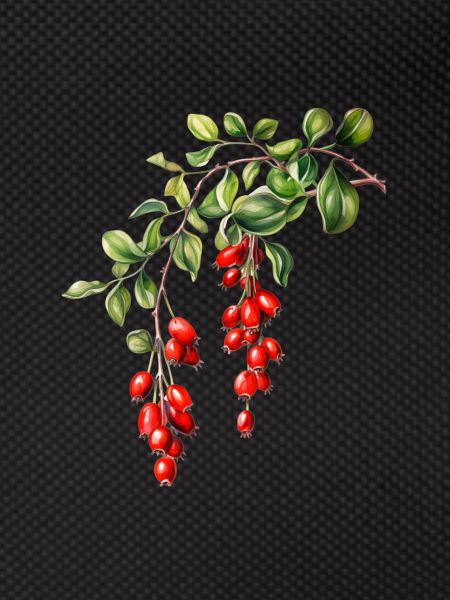 Mistletoe Magic