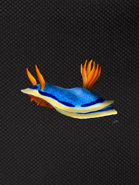 Chromodoris Annae