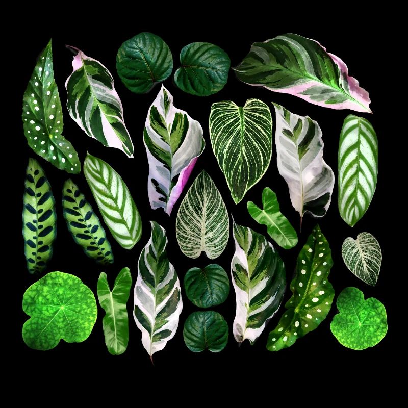 Feuilles vertes