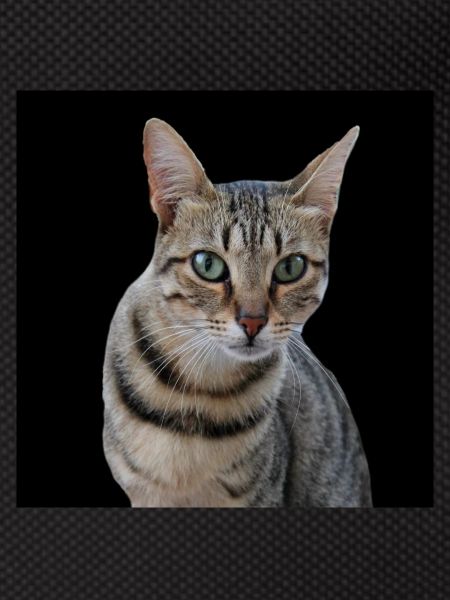Cat Cats