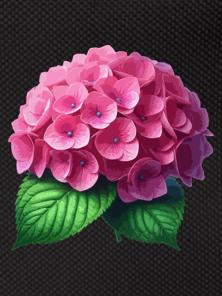 Hortensia rose