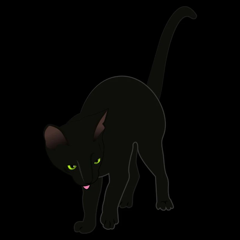 Black cat