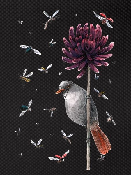 bird & fly