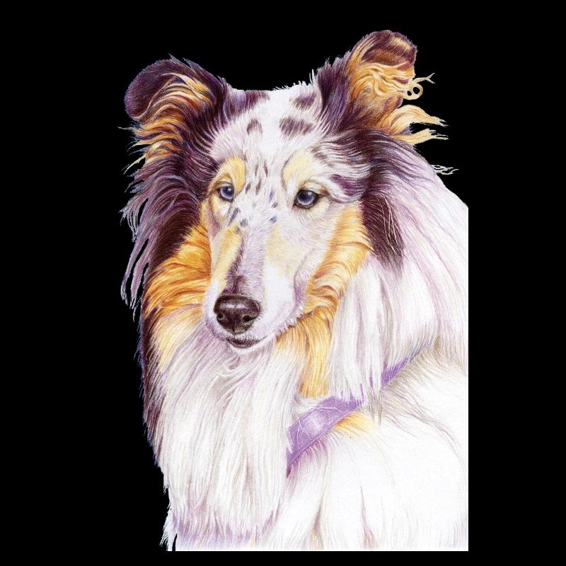Collie bluemerle