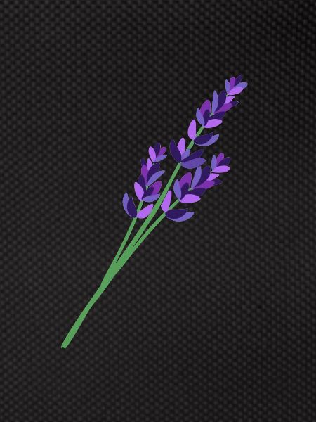 Lavender 1