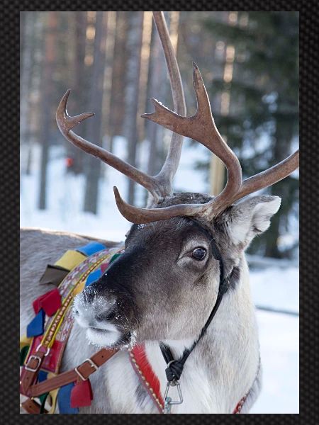 Reindeer