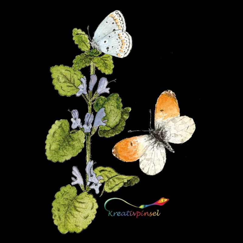 Gundermann und Schmetterlinge