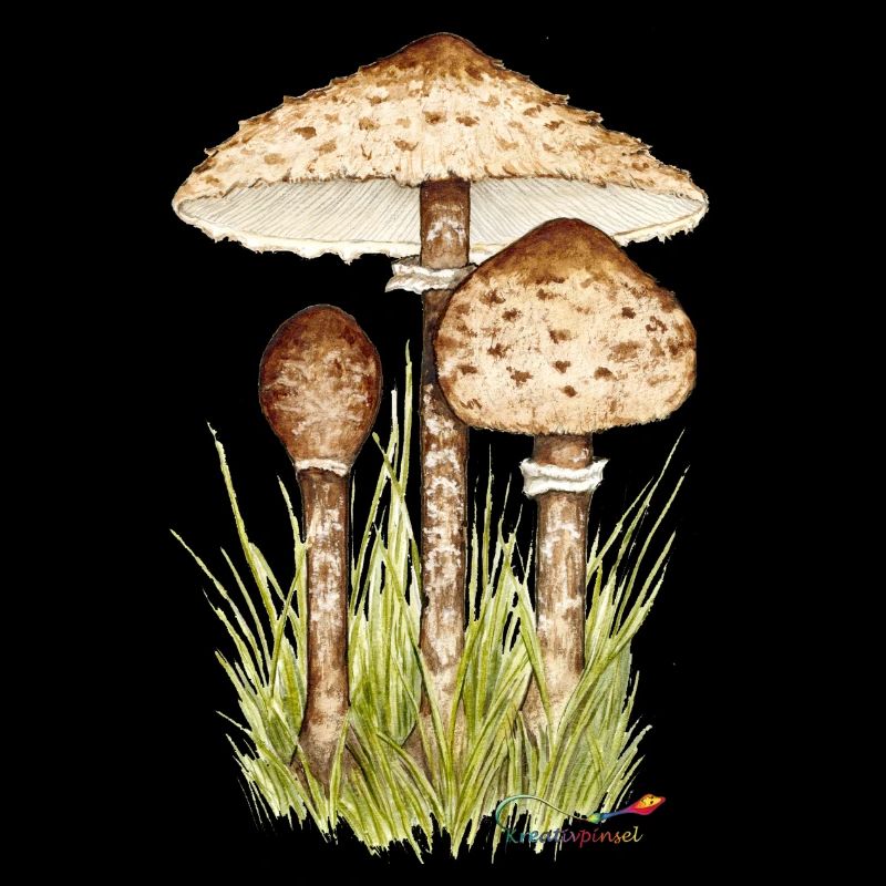 Champignon parasol ou parapluie géant