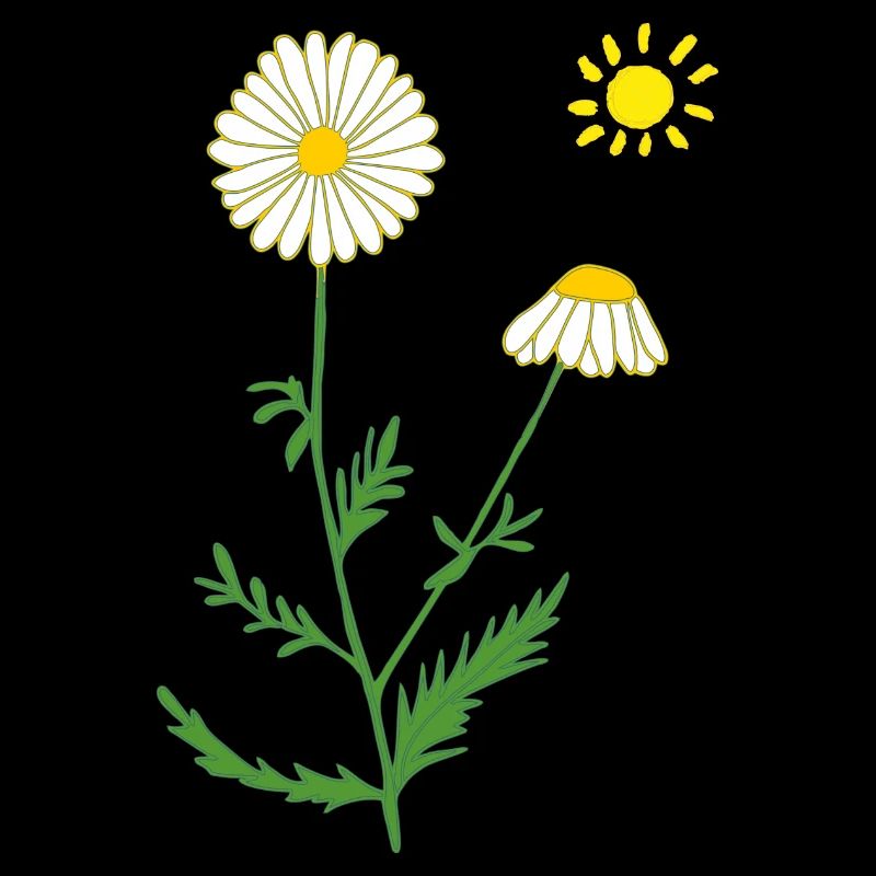 Chamomile with sun