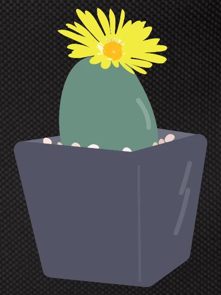 Lithops flower３