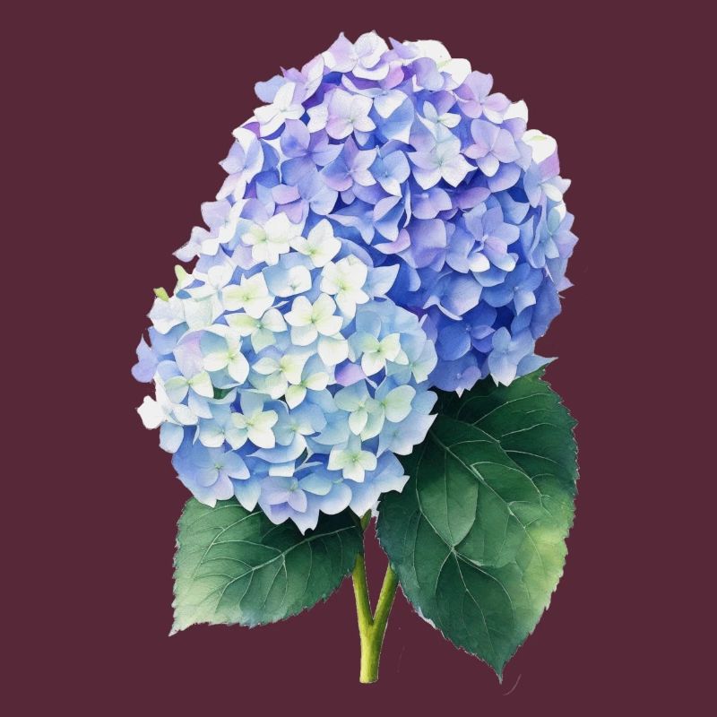 hydrangea