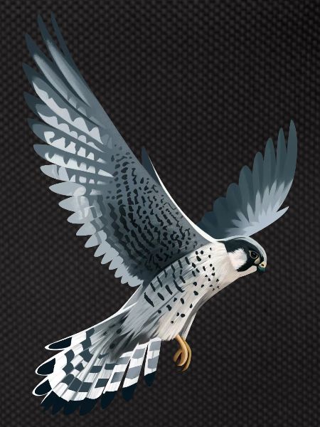 Wanderfalke im Flug
