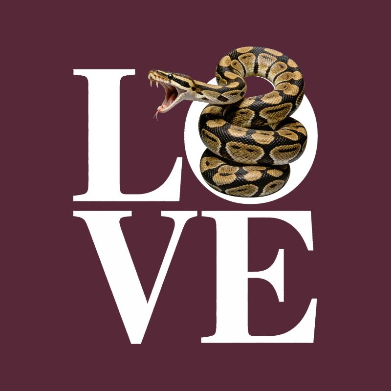 King Python Snakes LOVE Terrarium Python