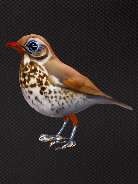 Grive oiseau