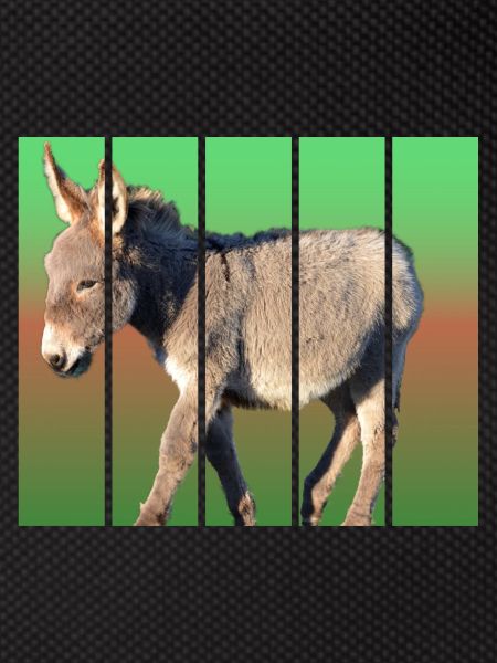 Donkey