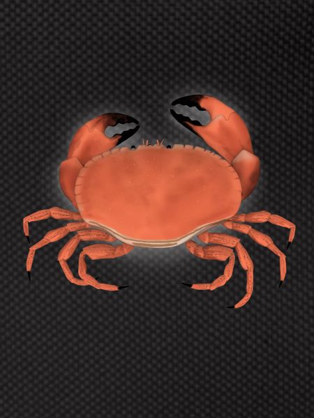 krabbe