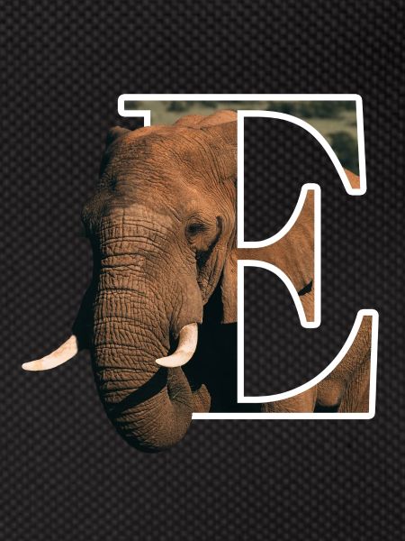 E Elephant alphabet animals