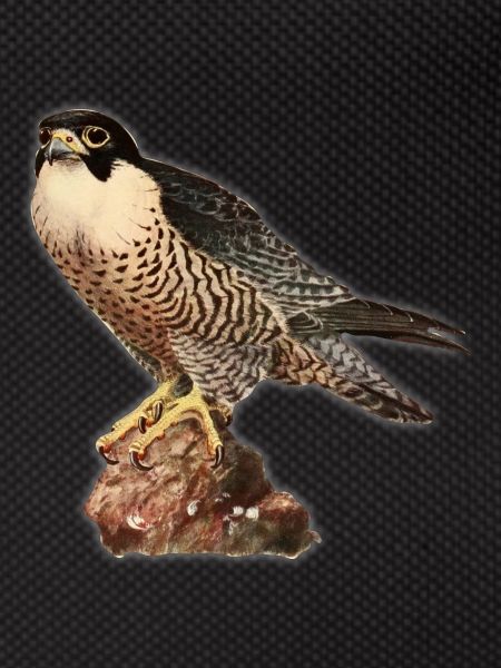 Falcon kestrel
