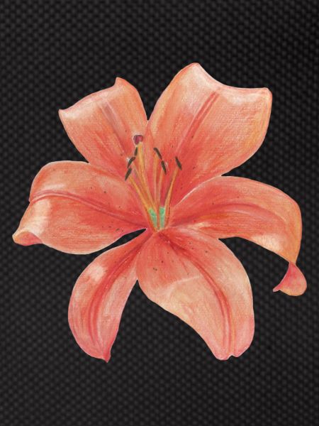 lily