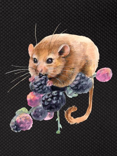 Hazel dormouse