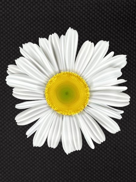daisy flower of spring