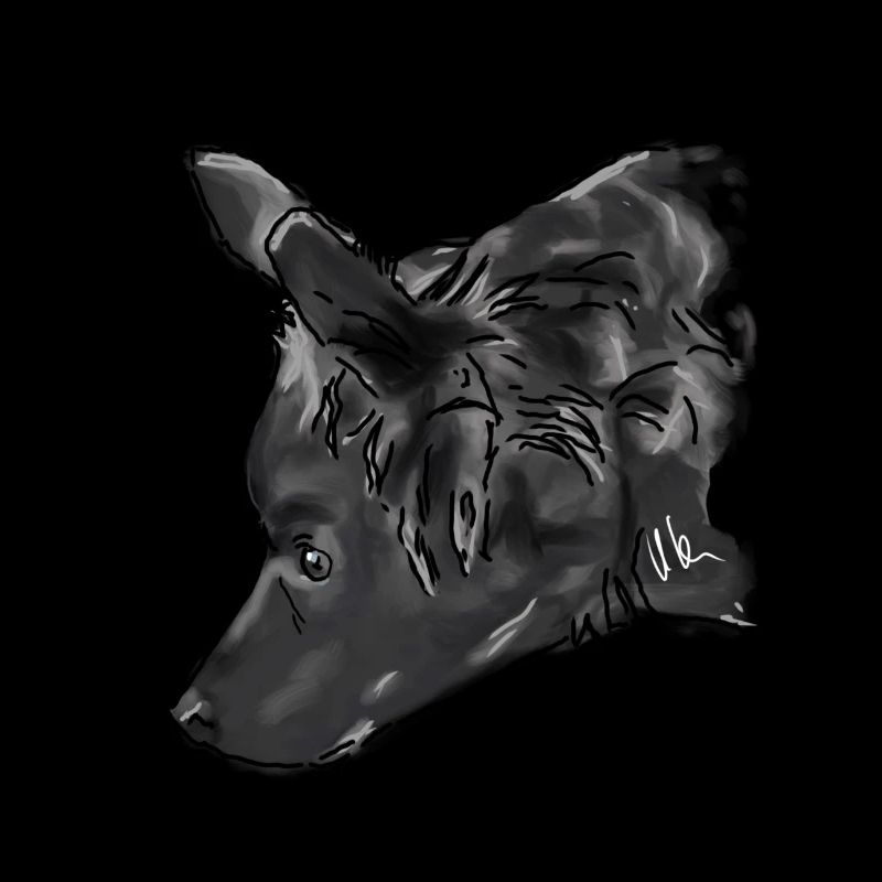 Australian Shepherd