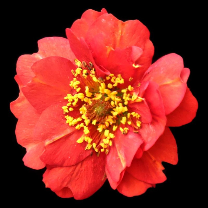 fleur rouge rose