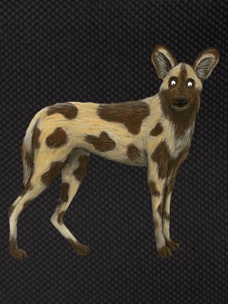 Wild Dog