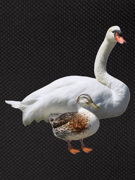 Cygne