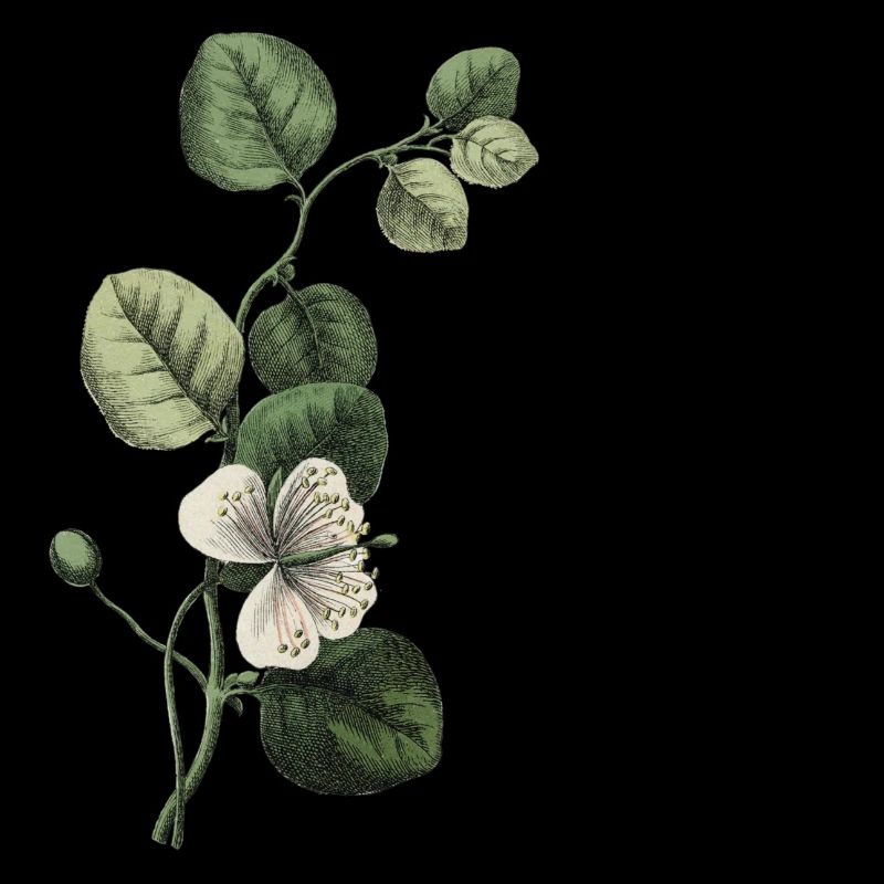 Grüner botanischer Buchstabe