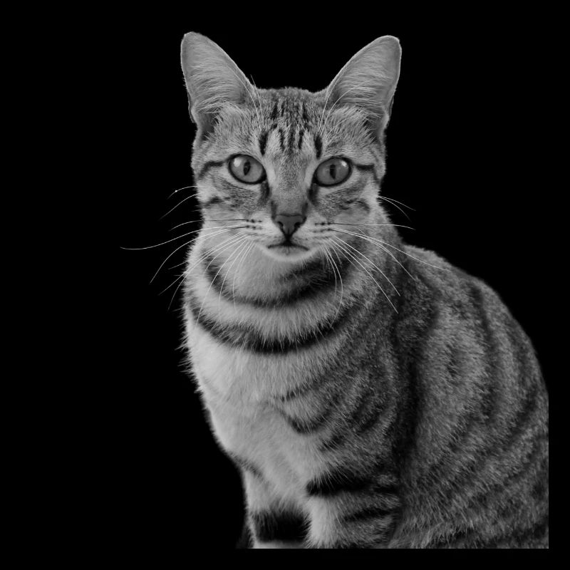 Chat blanc-noir Chat noir et blanc