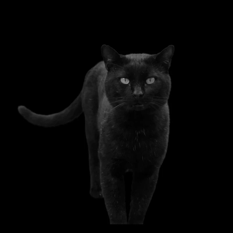 schwarze Katze Katze schwarz Katzen Geschenk