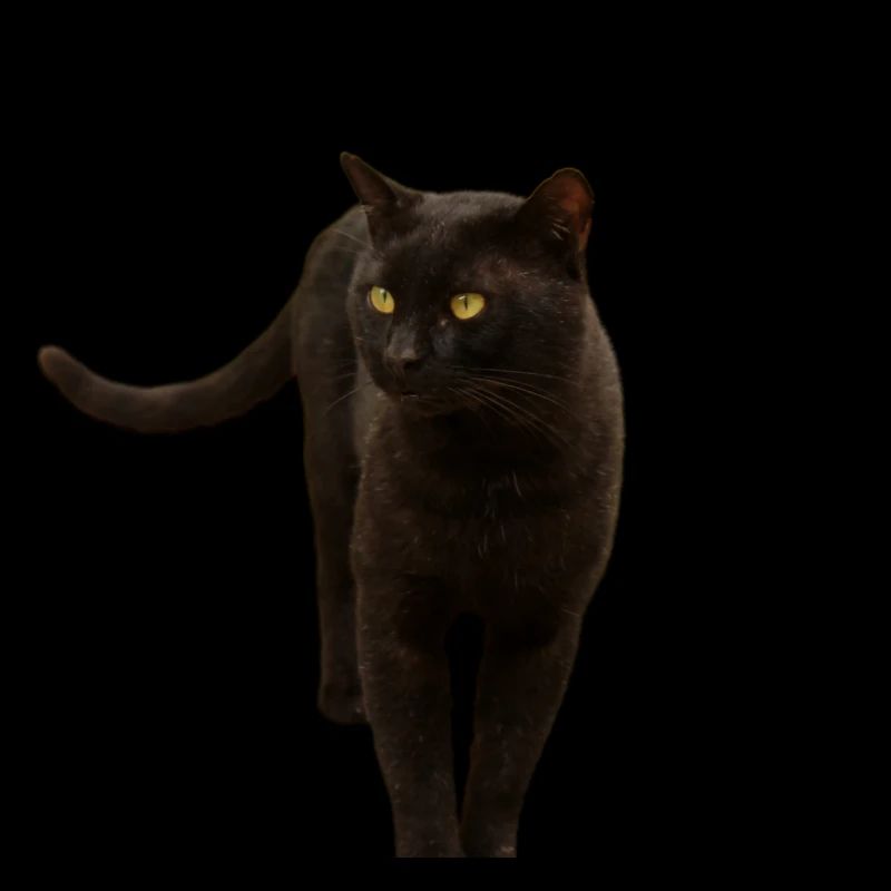 black cat kitten cat