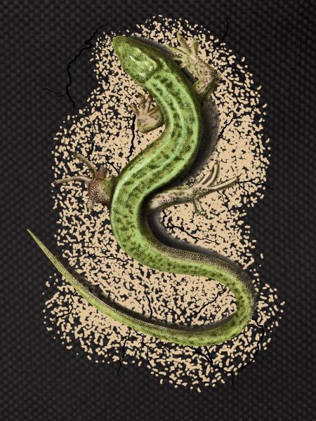 Lizard