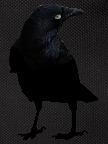 raven