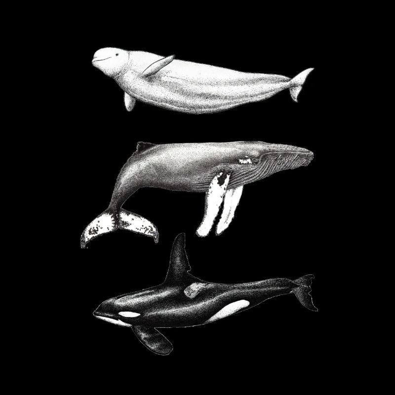 Dauphin béluga, rorqual à bosse et rorqual à bosse