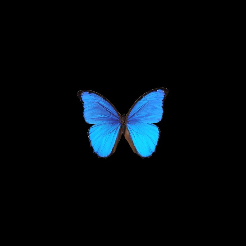 Papillon // vous avez ce [papillon]