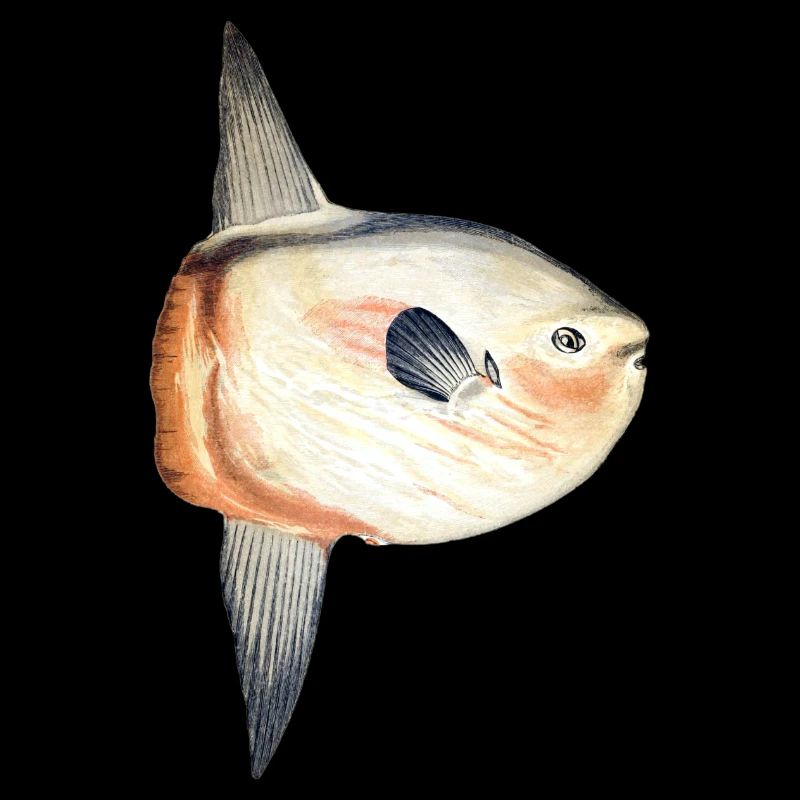 Sunfish