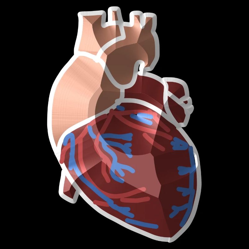 Herz Anatomie