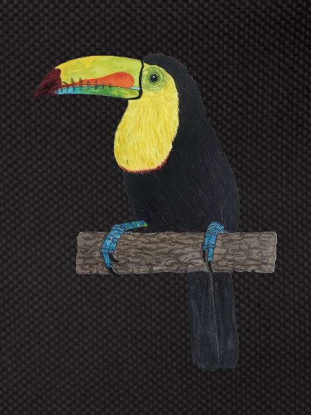 Toucan Jungle Rainforest