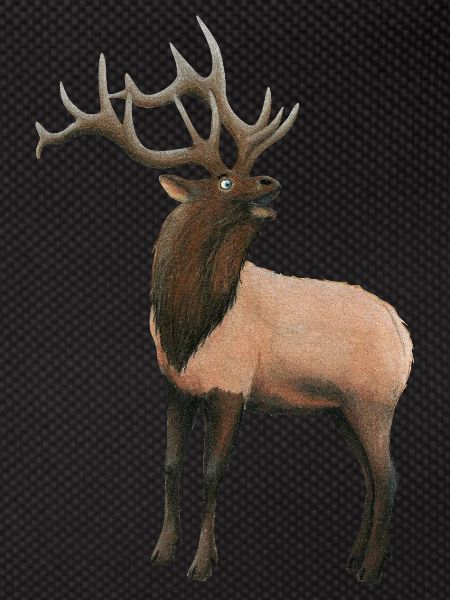 Elk deer